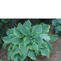 Funkia - Hosta 'Abba Dabba Do' ROŚLINY