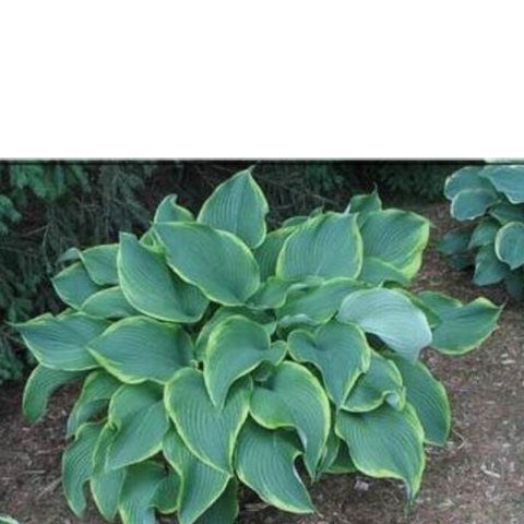 Funkia - Hosta 'Abba Dabba Do' ROŚLINY