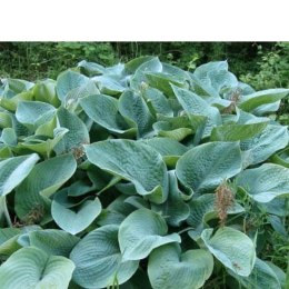 Funkia - Hosta 'Big Daddy' ROŚLINY