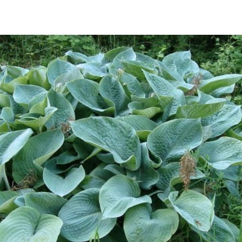 Funkia - Hosta 'Big Daddy' ROŚLINY