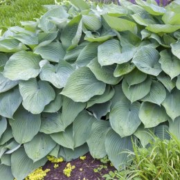 Funkia - Hosta 'Big Daddy' ROŚLINY