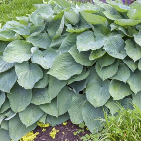 Funkia - Hosta 'Big Daddy' ROŚLINY