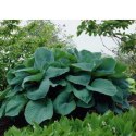 Funkia - Hosta 'Big Daddy' ROŚLINY