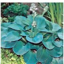 Funkia - Hosta 'Blue Mouse Ears' ROŚLINY