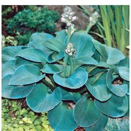Funkia - Hosta 'Blue Mouse Ears' ROŚLINY