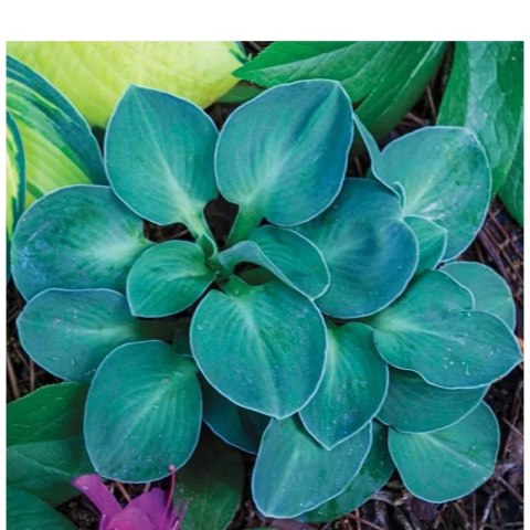 Funkia - Hosta 'Blue Mouse Ears' ROŚLINY