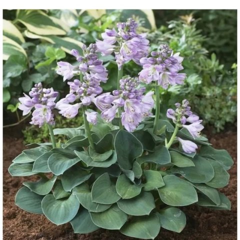 Funkia - Hosta 'Blue Mouse Ears' ROŚLINY