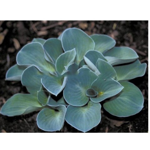 Funkia - Hosta 'Blue Mouse Ears' ROŚLINY