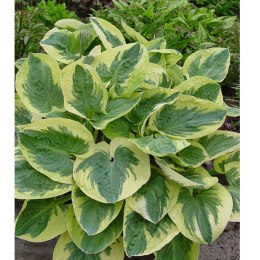 Funkia - Hosta 'Snow Cup' ROŚLINY