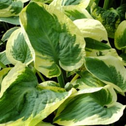 Funkia - Hosta 'Snow Cup' ROŚLINY