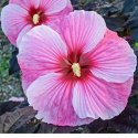 Hibiskus bylinowy 'Starry Night' ROŚLINY