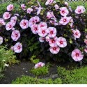 Hibiskus bylinowy 'Starry Night' ROŚLINY