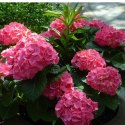 Hortensja Ogrodowa - Hydrangea Macrophylla 'Leuchtfeuer' ROŚLINY