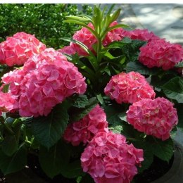 Hortensja Ogrodowa - Hydrangea Macrophylla 'Leuchtfeuer' ROŚLINY