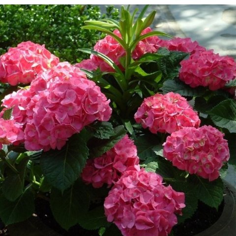 Hortensja Ogrodowa - Hydrangea Macrophylla 'Leuchtfeuer' ROŚLINY