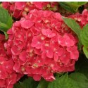 Hortensja Ogrodowa - Hydrangea Macrophylla 'Leuchtfeuer' ROŚLINY