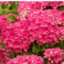 Hortensja Ogrodowa - Hydrangea Macrophylla 'Leuchtfeuer' ROŚLINY