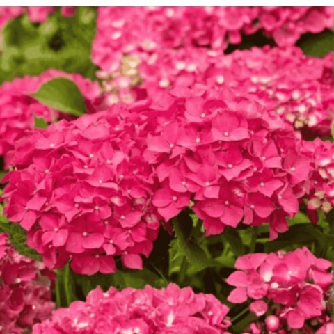 Hortensja Ogrodowa - Hydrangea Macrophylla 'Leuchtfeuer' ROŚLINY