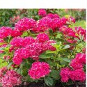 Hortensja Ogrodowa - Hydrangea Macrophylla 'Leuchtfeuer' ROŚLINY