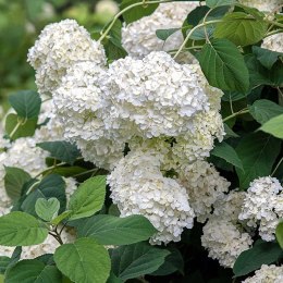 Hortensja Ogrodowa - Hydrangea Macrophylla 'Soeur Thérèse' ROŚLINY