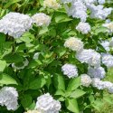 Hortensja Ogrodowa - Hydrangea Macrophylla 'Soeur Thérèse' ROŚLINY