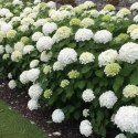 Hortensja Ogrodowa - Hydrangea Macrophylla 'Soeur Thérèse' ROŚLINY