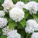 Hortensja Ogrodowa - Hydrangea Macrophylla 'Soeur Thérèse' ROŚLINY