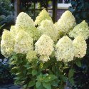 Hortensja bukietowa - Hydrangea paniculata 'Limelight'(R) ROŚLINY