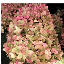 Hortensja bukietowa - Hydrangea paniculata 'Limelight'(R) ROŚLINY