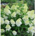 Hortensja bukietowa - Hydrangea paniculata 'Limelight'(R) ROŚLINY