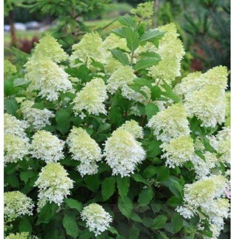 Hortensja bukietowa - Hydrangea paniculata 'Limelight'(R) ROŚLINY