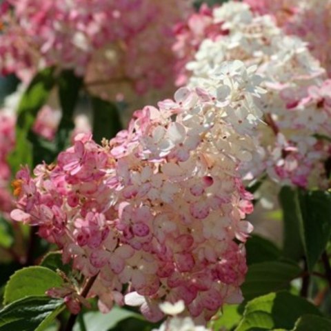 Hortensja bukietowa - Hydrangea paniculata 'Pinky Winky'(R) ROŚLINY