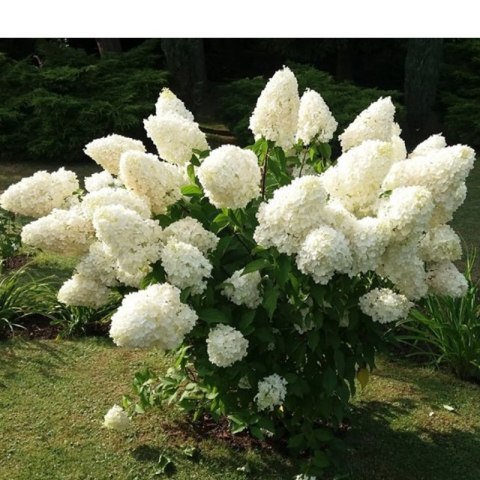 Hortensja bukietowa - Hydrangea paniculata 'Polar Bear'(R) ROŚLINY
