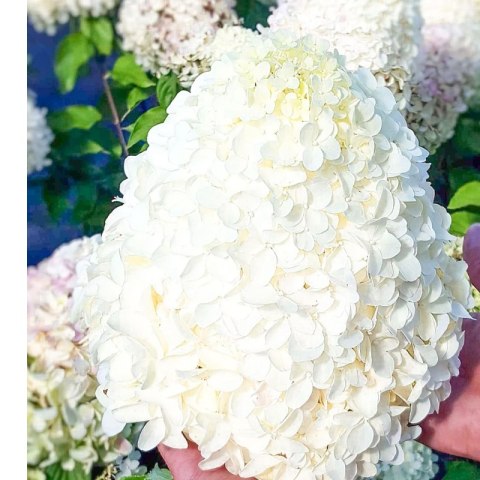 Hortensja bukietowa - Hydrangea paniculata 'Polar Bear'(R) ROŚLINY