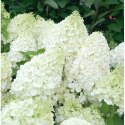 Hortensja bukietowa - Hydrangea paniculata 'Polar Bear'(R) ROŚLINY