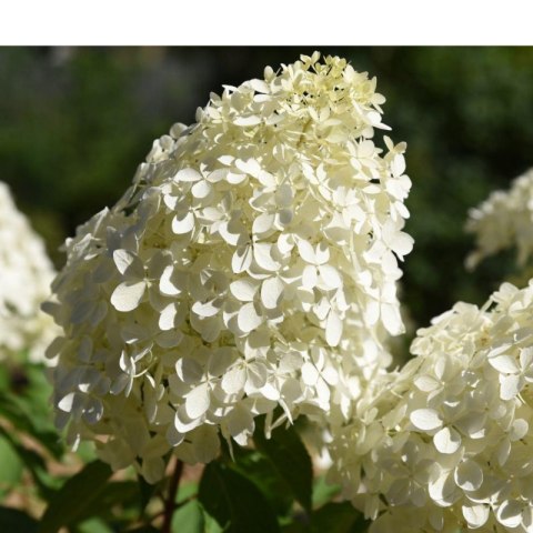 Hortensja bukietowa - Hydrangea paniculata 'Polar Bear'(R) ROŚLINY