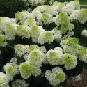 Hortensja bukietowa - Hydrangea paniculata 'Polar Bear'(R) ROŚLINY