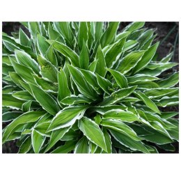 Hosta 'Stiletto' - funkia wąskolistna ROŚLINY