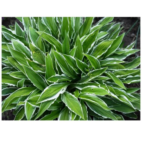 Hosta 'Stiletto' - funkia wąskolistna ROŚLINY