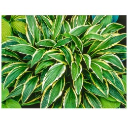 Hosta 'Stiletto' - funkia wąskolistna ROŚLINY