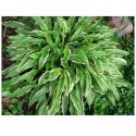 Hosta 'Stiletto' - funkia wąskolistna ROŚLINY