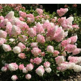 Hydrangea paniculata 'Vanille Fraise' ROŚLINY