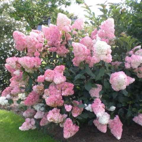 Hydrangea paniculata 'Vanille Fraise' ROŚLINY