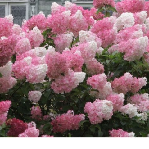 Hydrangea paniculata 'Vanille Fraise' ROŚLINY