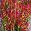 Imperata cylindryczna Red Baron — trawa o czerwonych liściach ROŚLINY