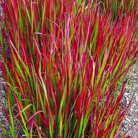 Imperata cylindryczna Red Baron — trawa o czerwonych liściach ROŚLINY