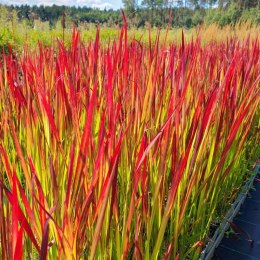 Imperata cylindryczna Red Baron — trawa o czerwonych liściach ROŚLINY