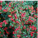 Irga Pozioma - Cotoneaster Horizontalis ROŚLINY