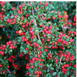 Irga Pozioma - Cotoneaster Horizontalis ROŚLINY