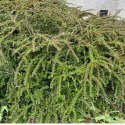 Irga Pozioma - Cotoneaster Horizontalis ROŚLINY